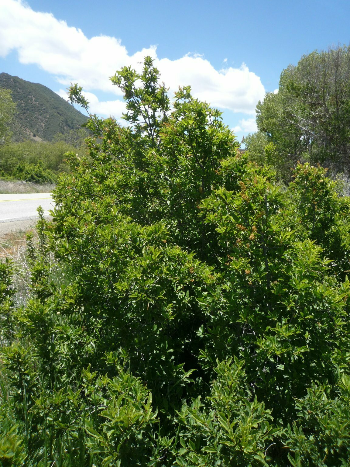 High Resolution Prunus virginiana Plant